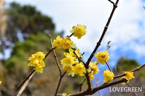 花木|春の花木特集｜2月、3月、4月に咲く「木に咲く花」35